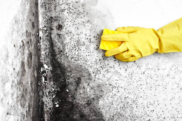 Best Black Mold Removal  in Fredericksburg, VA