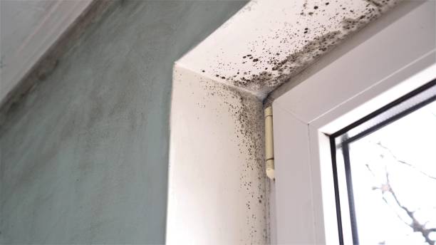 Office Mold Removal Services in Fredericksburg, VA